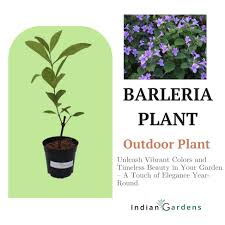 Image result for Barleria grandipetala
