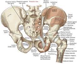From the tip of the sacral promontory to the upper border of the symphysis pubis. Pediatric Pelvis Trauma Radiographic Evaluation Pediatrics Orthobullets
