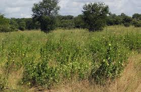 Image result for Cienfuegosia hildebrandtii