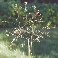 Image result for Panicum