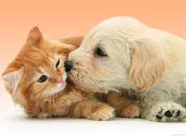 Puppy Dog Kissing Cat Cat And Dog Wallpaper Animal Fun Dogs And Puppies Dog Cat Cute Cats And Dogs