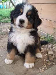 Tri Color Border Collie Collie Puppies Border Collie Puppies