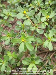 Image result for Portulacaceae