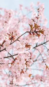 Blossom Wallpapers Ig Stories Templates Linda S Wholesome Life Bloem Behang Behang Ideeen Bloem Fotografie