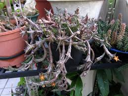 Image result for Orbea schweinfurthii