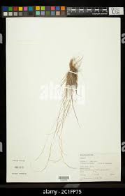Image result for Microchloa