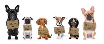 Our humane officers rescue wild and domestic animals in. Animal Care And Control