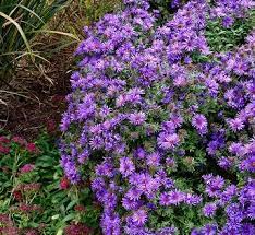 14 Tough But Pretty Perennials That Will Breeze Through Harsh Winters In 2020 Flowers Perennials Fall Perennials Perennials