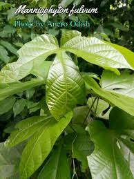 Image result for Manniophyton