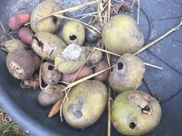 Recolte De Pommes De Terre Trouees Pomme De Terre Pomme Potager Bio
