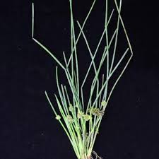 Image result for Schoenoplectiella articulata