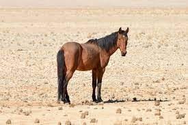 Africa S Only Herd Of Feral Horses Is At Risk