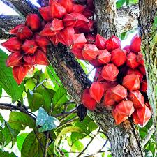 Image result for Sphaerocoryne gracilis