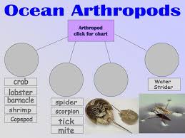 ppt arthropods and echinoderms powerpoint presentation