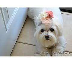 Pin On Beauty By Paris Dog Bows
