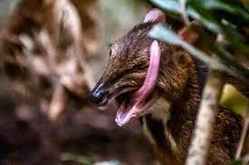 The 10 extant species are placed in three genera, but several species also are known only from fossils. Mouse Deer Zooborns