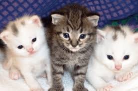 Beri alas pada kandang kucing dengan menggunakan kain tebal atau handuk untuk menambah kehangatan. Cara Merawat Kucing Anggora Hamil Kucing Anggora Baru Lahir Lazuva Com Tempat Wisata Indonesia Pariwisata Indonesia