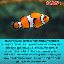The Clown Loach Fish Aquarium Fishtank Fishtank Instagood Coral Fishcommunity Water Freshwater Karyzgro Tropical Freshwater Fish Fish Clown Loach