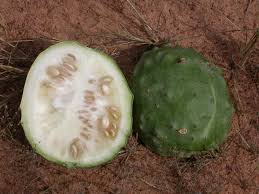 Image result for Acanthosicyos naudinianus