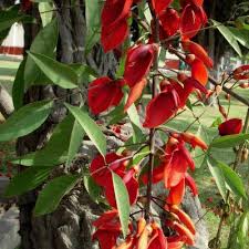 Image result for Erythrina falcata