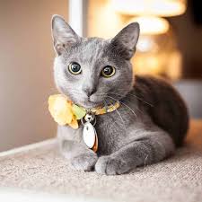 Take a look at our wonderful senior cats are often calmer companions and are often already trained to use the litter box and scratching post; Pittsburgh S First Cat Cafe Will Close Its Doors For Good