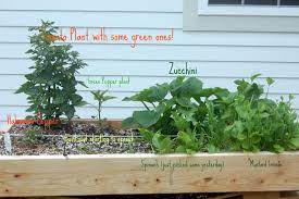Am i worried about having enough food? Homemade Garden Toot Toot