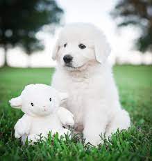 Maybe you would like to learn more about one of these? Available Maremma Sheepdog Puppies Border Collie Bordoodle Maremma Puppies For Sale