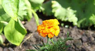 Why choose to plant vegetables and flowers together. Companion Planting Guide