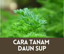 Bagi saya, daun sup lebih mudah tumbuh & jaga berbanding ketumbar. Cara Tanam Daun Sup Paling Mudah 6 Tips Tanam Semula Daun Sup Portal Info Pertanian No 1