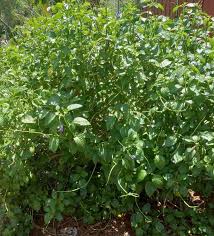 Image result for Stachytarpheta urticifolia