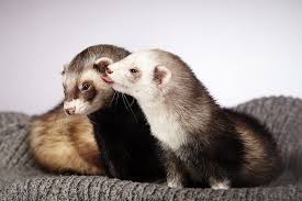 We are a rescue, adoption, and education organization committed to providing the best ferret resources to central and eastern pennsylvania and surrounding areas. Ferrets As Pets Take A Fascinating Glimpse Into The World Of Slinky Wrigglers Burgess Pet Care