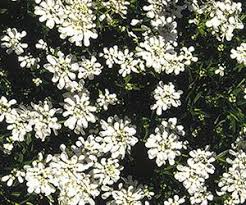Candytuft Flowers Perennials Plants Perennials