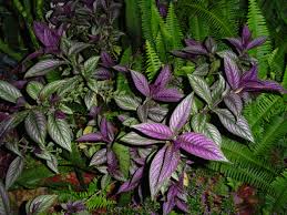 Image result for Strobilanthes