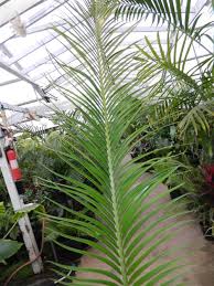Image result for Encephalartos aplanatus