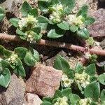 Image result for Guilleminea densa