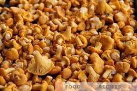 I finferli sono funghi molto duttili. Quando Si Raccolgono Finferli