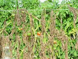 Image result for tomato seedling fusarium wilt