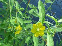 Image result for Ludwigia leptocarpa