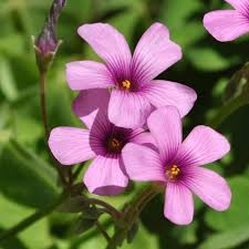 Image result for Oxalis debilis