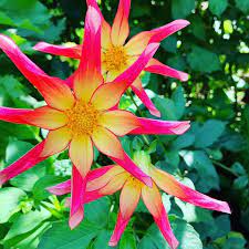 Dahlia Honka Fragile Flower Petersham Nursuries Richmond United Kingdom Flowermagic Worldtravel Flowerstyles Gf F Flower Lover Flower Of Life Love Flowers