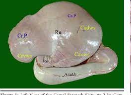 The body comprises several systems: Pdf Anatomical Study Of The Water Cells Area In The Dromedary Camels Rumen Camelus Dromedarius Semantic Scholar