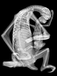 x rays of earth s health in pictures xray art x ray dots art