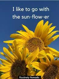 Perfect Sunflower Captions For 2022 Routinely Nomadic