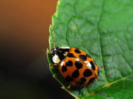 How To Get Rid Of Asian Lady Beetles Getridofthings Com