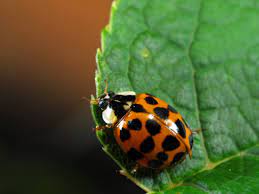 It is perfect for large gardens as it kills over 100 insect species quickly on. How To Get Rid Of Asian Lady Beetles Getridofthings Com