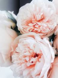 Tie them up with rose gold ribbons to complete the vibe and create wedding bouquets to die for. Valentine S Day Wallpapers For Your Home Screen Aesthetic Popsugar Tech