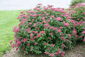 Image result for Spiraea japonica ´Little Princess