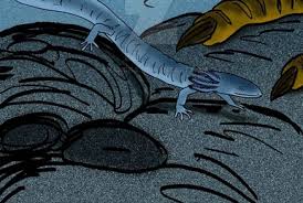 Image result for Aeschynomene fulgida