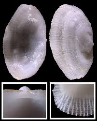 Image result for Galeomma