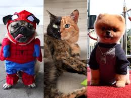 Great day on bear lake! The Most Popular Pet Influencers From Jiff Pom To Lil Bub